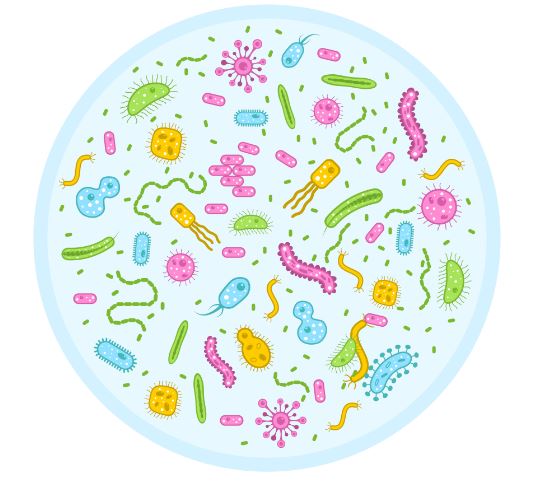 Bacterii descoperite prin examen bacteriologic